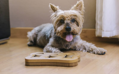 Enrichment For Dogs With Separation Anxiety - Faunalytics